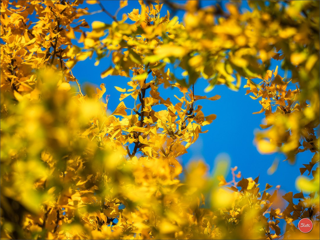 L'automne en ville. Photographe à Strasbourg | Portraits, Studio, Enfants, Événements