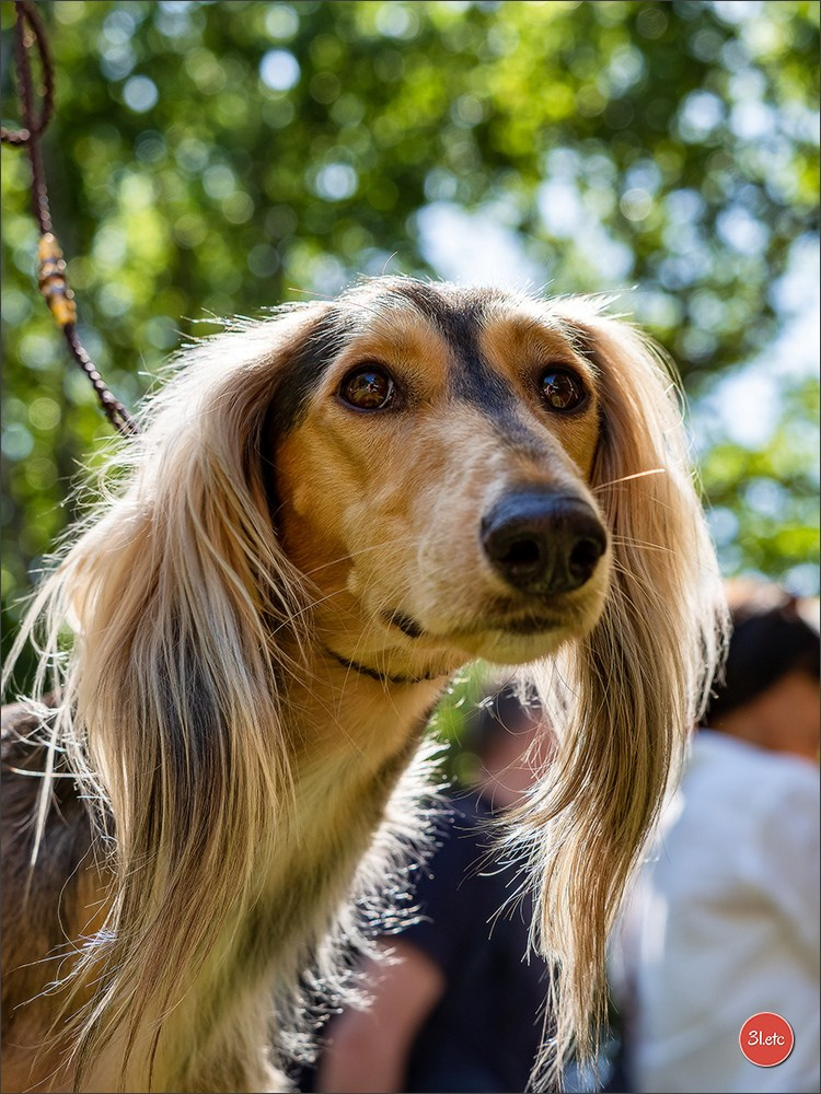 Dog Show Ludwigshafen  🇩🇪  16-17/08/2025. Photographe à Strasbourg | Portraits, Studio, Enfants, Événements