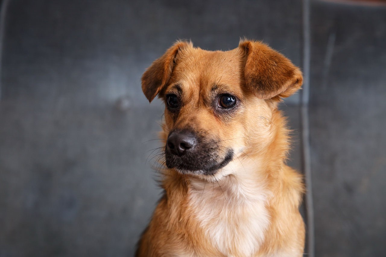 Smeđi pas čeka svog gazdu – klasičan portret kućnog ljubimca.