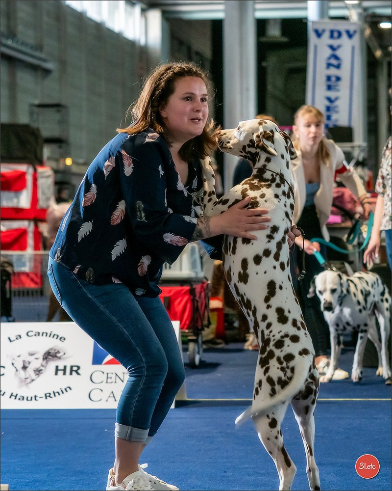 Expositions canines des 6 & 7 avril 2024 NDS Mulhouse, France. Photographe à Strasbourg | Portraits, Studio, Enfants, Événements