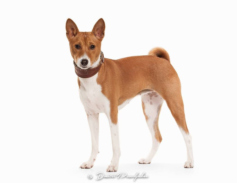 LEMMIKLOOMADE PILDISTAMINE