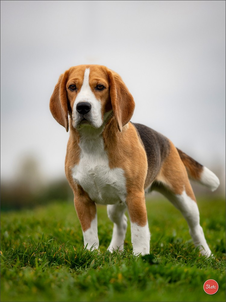 Expo canine 🇫🇷 Angers 22-23/03/2025. Photographe à Strasbourg | Portraits, Studio, Enfants, Événements