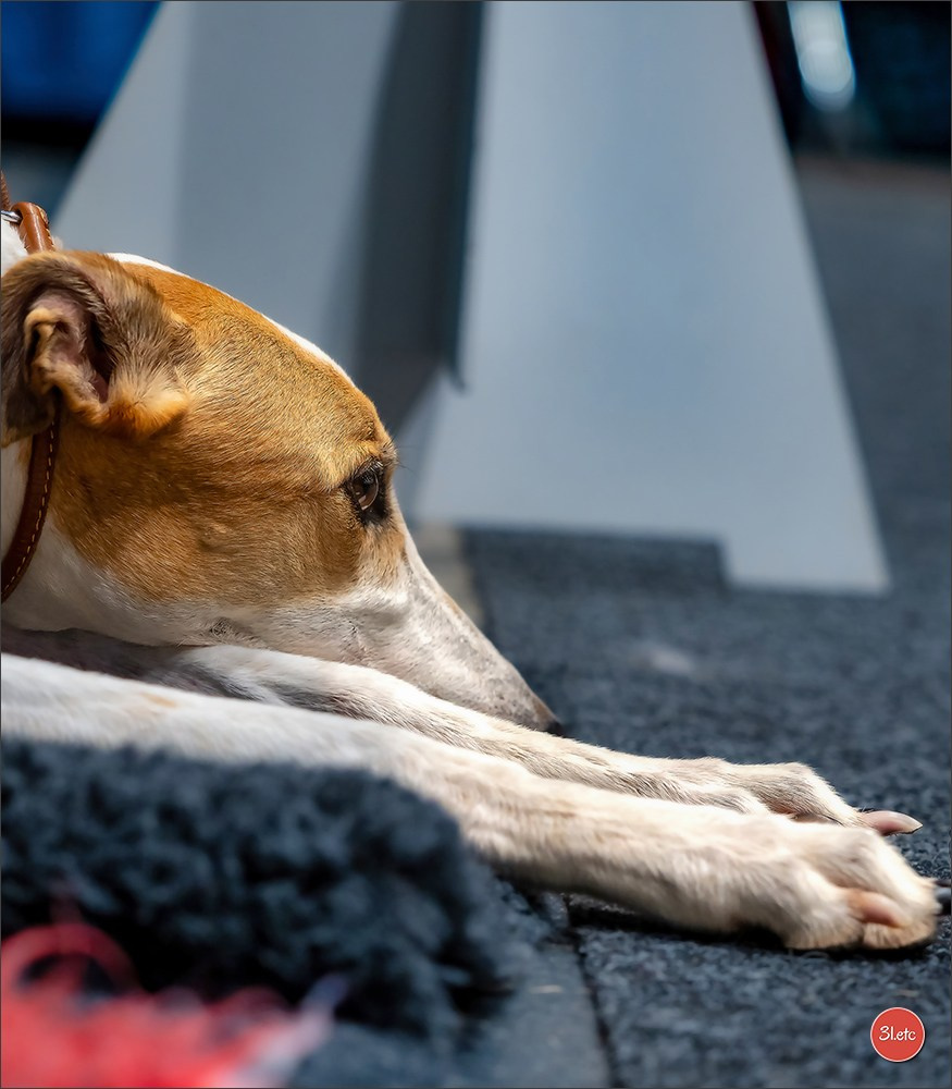 Dog Show Offenbourg  🇩🇪  14-15/03/2026. Photographe à Strasbourg | Portraits, Studio, Enfants, Événements