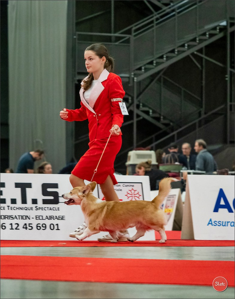 🇫🇷Exposition Canine Internationale de Perpignan. Photographe à Strasbourg | Portraits, Studio, Enfants, Événements