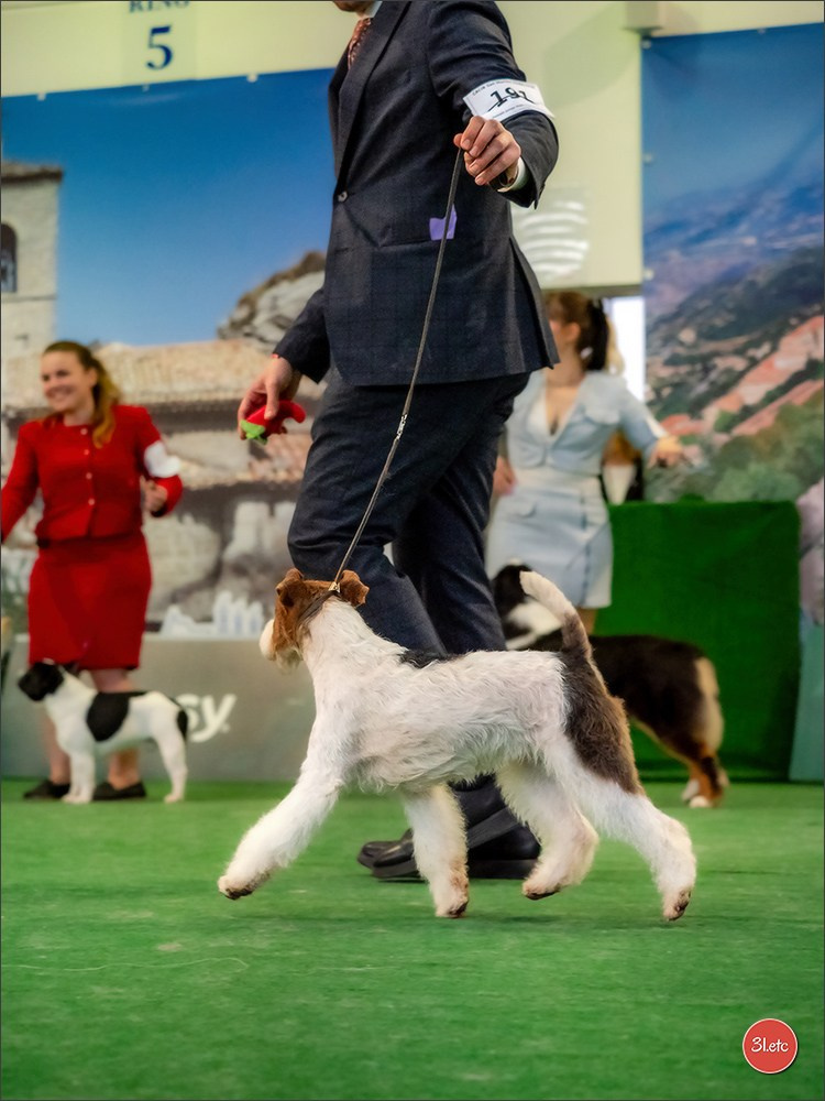 Dog Show  🇮🇹  San Marino. Photographe à Strasbourg | Portraits, Studio, Enfants, Événements