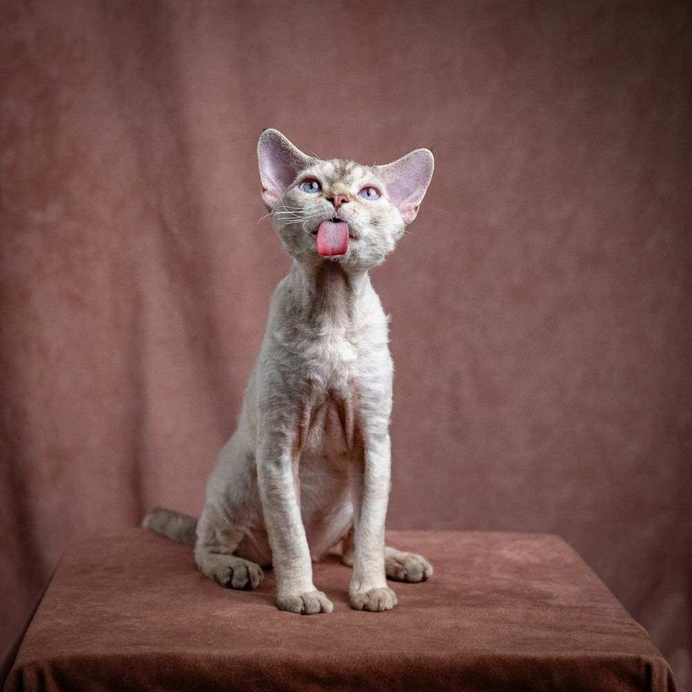 Flynn. Devon Rex Pixie Cattery