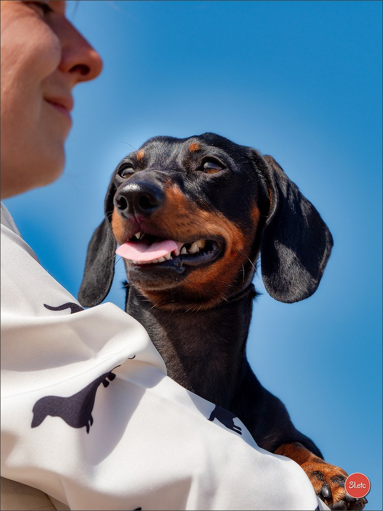 Expo canine (Teckel) Strasbourg Hoerdt  🇫🇷  5-6/07/2025. Photographe à Strasbourg | Portraits, Studio, Enfants, Événements