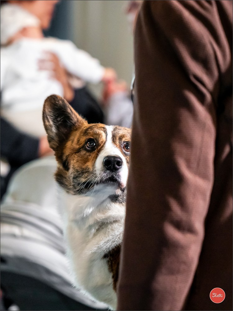 Photographie animalière. Photographe à Strasbourg | Portraits, Studio, Enfants, Événements