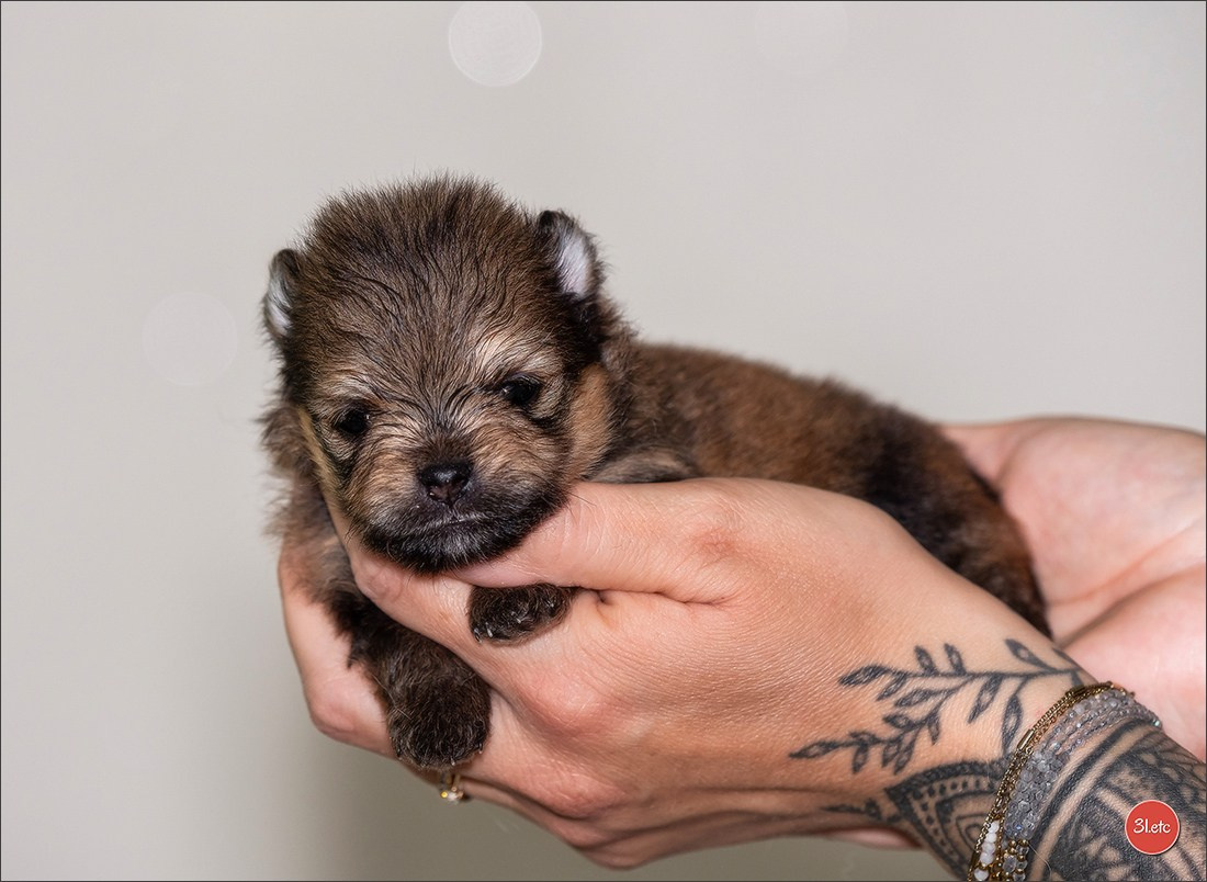 Championnat de France du chien de race  🇫🇷  DIJON (château de Brognon) 7-8/06/2025. Photographe à Strasbourg | Portraits, Studio, Enfants, Événements