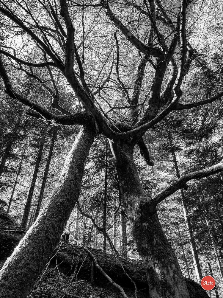 Une forêt, un rocher et un cimetière gallo-romain. Photographe à Strasbourg | Portraits, Studio, Enfants, Événements