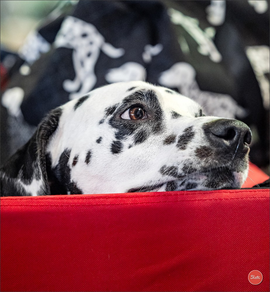 Expo canine 🇫🇷 Poitiers 18-19/10/2025. Photographe à Strasbourg | Portraits, Studio, Enfants, Événements