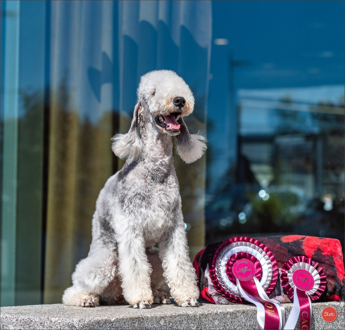 Expo canine   🇫🇷   Mulhouse 5-6/04/2025. Photographe à Strasbourg | Portraits, Studio, Enfants, Événements