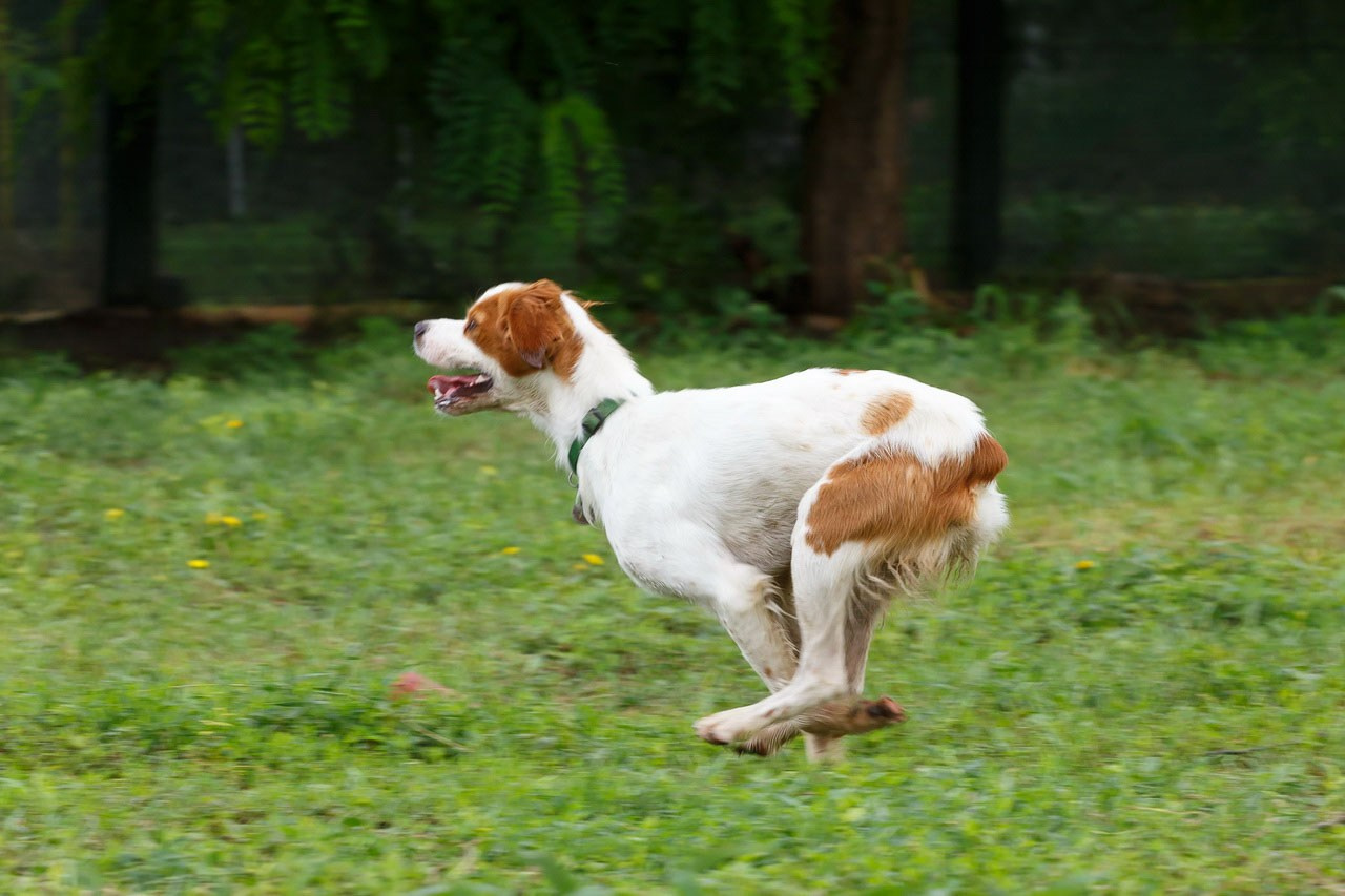Lovački pas bretonac u prepoznatljivom trku na livadi.