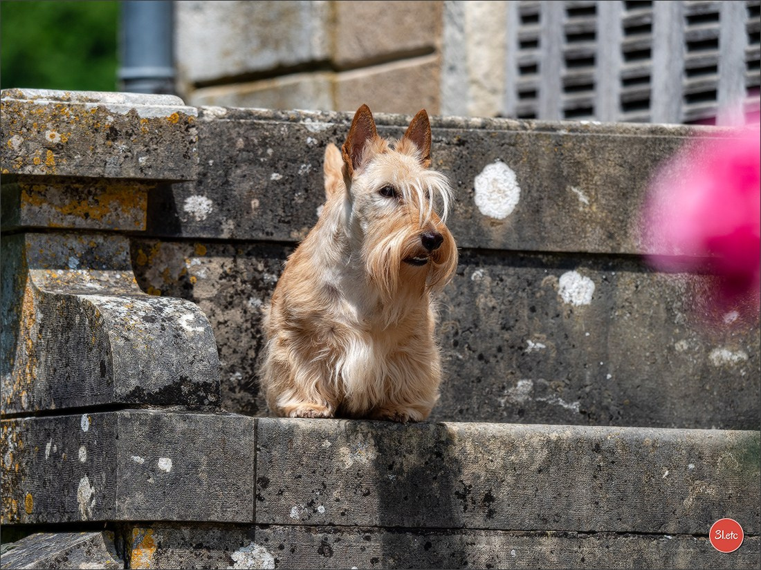 Championnat de France du chien de race  🇫🇷  DIJON (château de Brognon) 7-8/06/2025. Photographe à Strasbourg | Portraits, Studio, Enfants, Événements