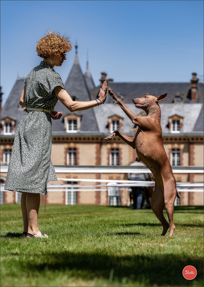 🇫🇷  CHARTRES  🇫🇷  2026  🇫🇷  Exposition Canine Nationale - Château des Boulard