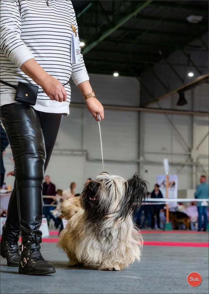 Expo canine  🇫🇷  Metz 08-09/11/2025. Photographe à Strasbourg | Portraits, Studio, Enfants, Événements