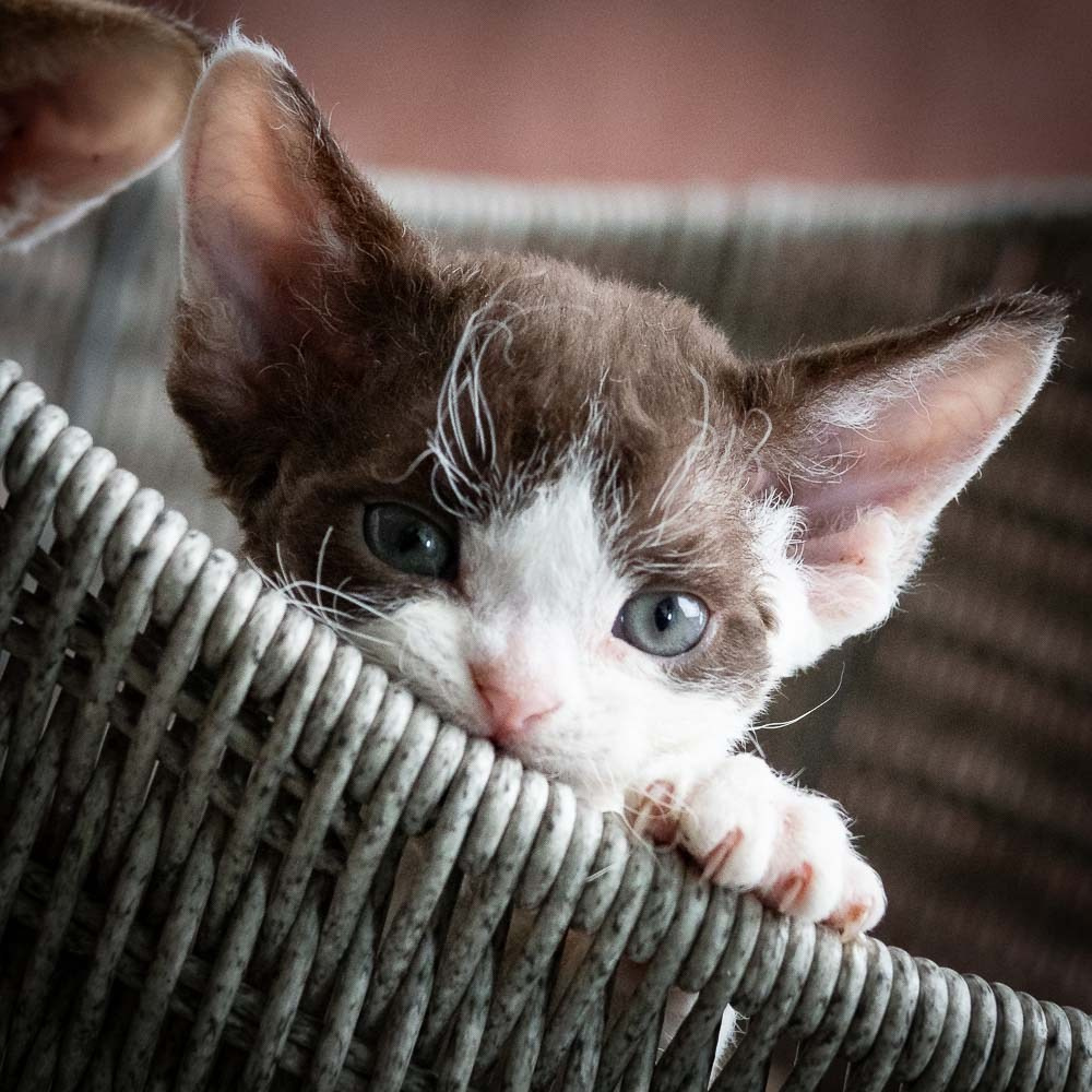 Henry,  boy, born 04.20.25. Devon Rex Pixie Cattery