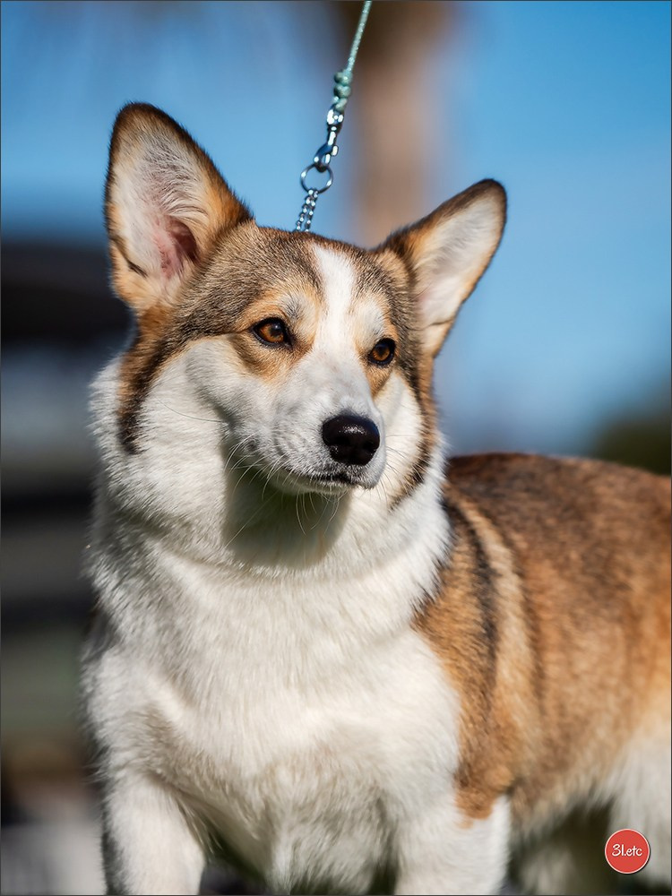 🇫🇷Exposition Canine Internationale de Perpignan. Photographe à Strasbourg | Portraits, Studio, Enfants, Événements