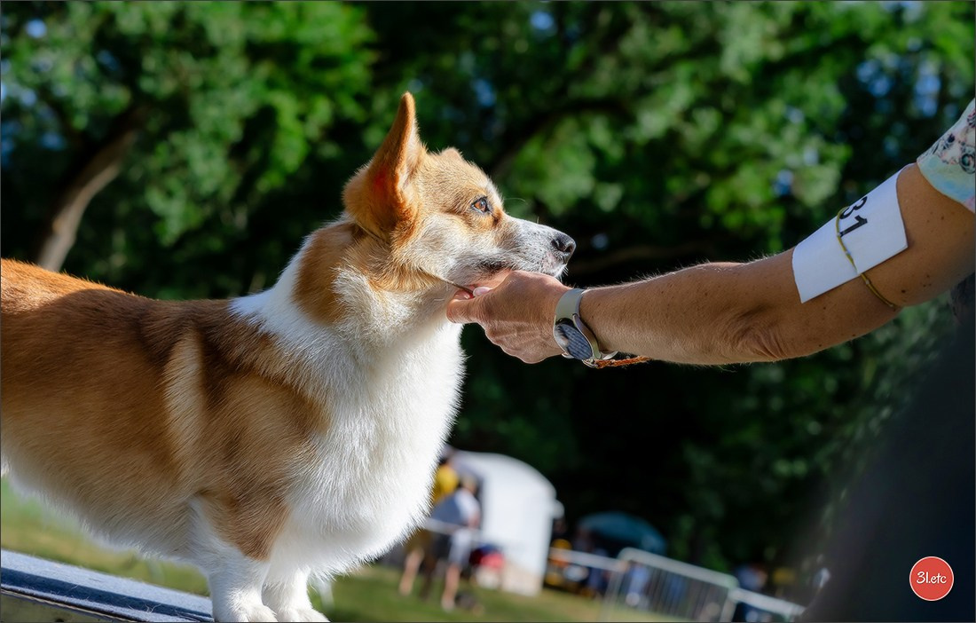 🇫🇷 Romorantin - Exposition Canine Nationale. Photographe à Strasbourg | Portraits, Studio, Enfants, Événements