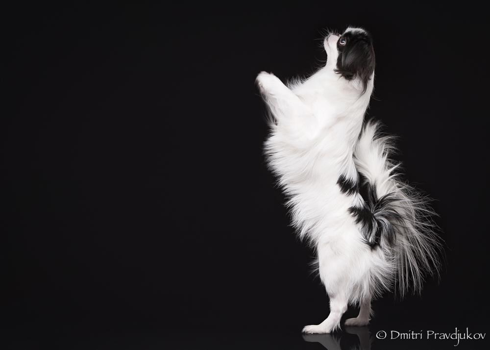 LEMMIKLOOMADE PILDISTAMINE