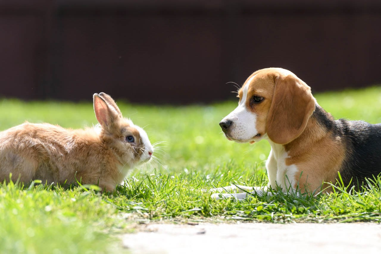 Beagle pas i zec u harmoniji – kreativna fotografija kućnih ljubimaca.