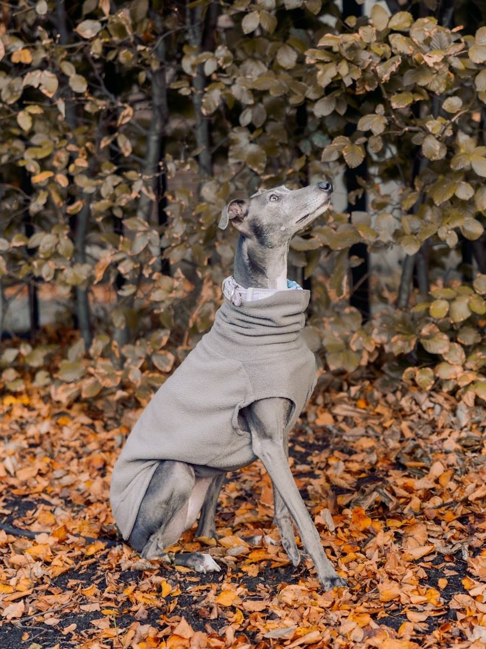 Autumn Dog Portrait Session in Rotterdam. Romantic & Soulful Photography by Natalia Olhova in Rotterdam
