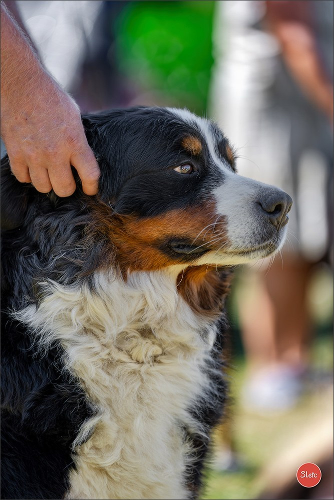 Dog Show - Hallbergmoos 🇩🇪 11-12/07/2026