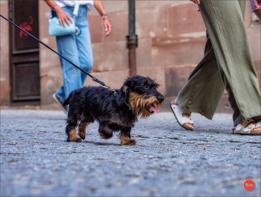 Teckels Parade Strasbourgeoise  Vous pouvez voir le galerie de photos. Photographe à Strasbourg | Portraits, Studio, Enfants, Événements