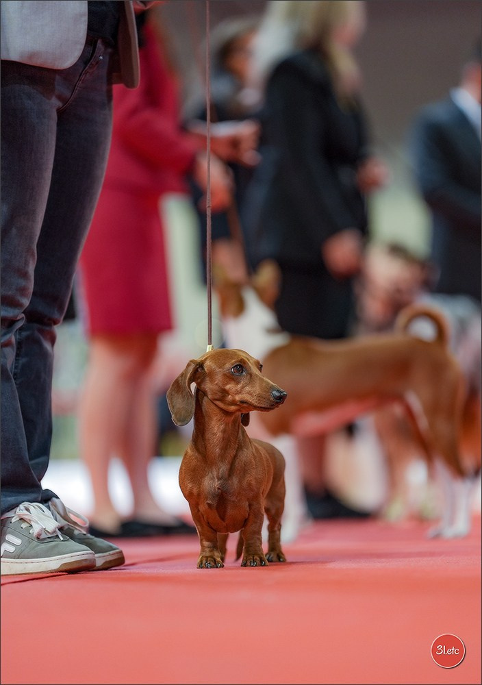 Expo canine 🇫🇷 Martigues 18-19/04/2026