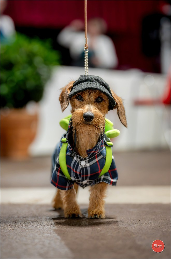 Expo canine 🇲🇨 Monaco 9-10/05/2026. Photographe à Strasbourg | Les animaux, Portraits, Studio, Événements