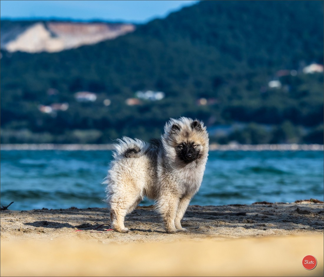Expo canine 🇫🇷 Martigues  19-20/04/2025. Photographe à Strasbourg | Portraits, Studio, Enfants, Événements