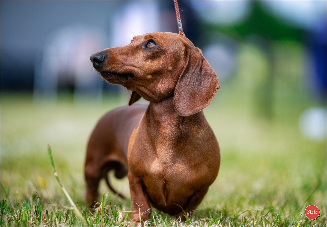 Dog Show Rieden 🇩🇪 16-18/05/2025. Photographe à Strasbourg | Portraits, Studio, Enfants, Événements