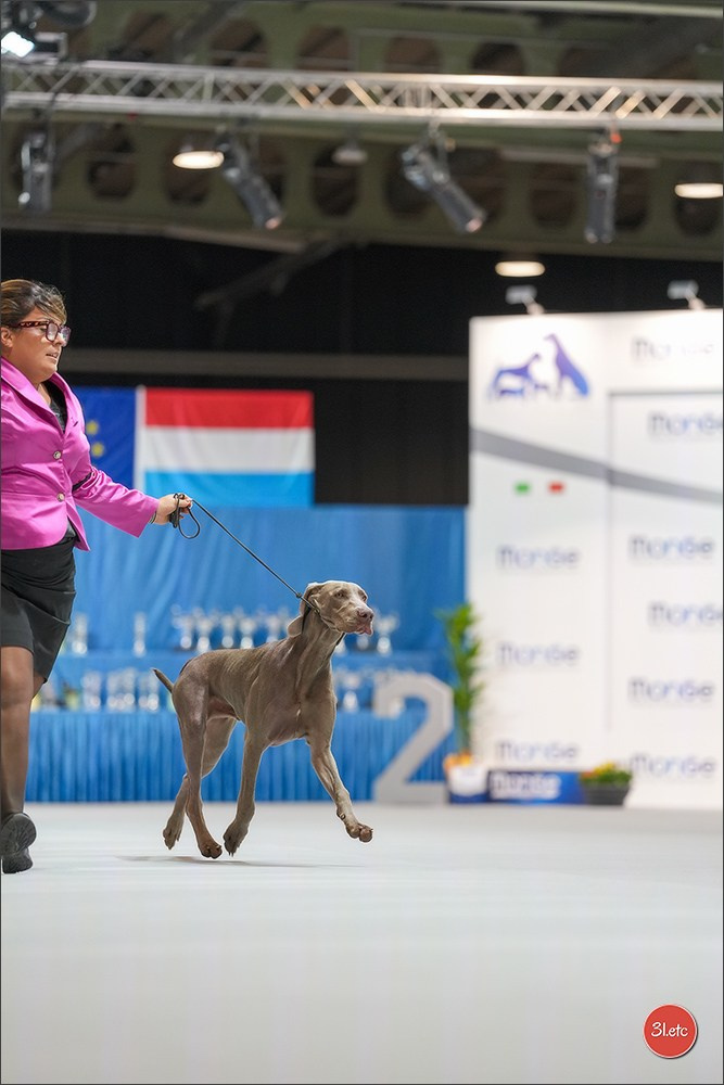 🇱🇺 LUXEMBOURG 🇱🇺 International Dog Show 4-5/04/2026. Photographe à Strasbourg | Portraits, Studio, Enfants, Événements