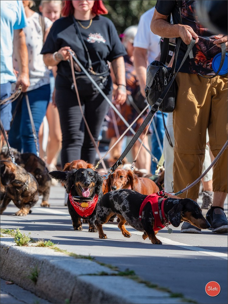 Teckels Parade Strasbourgeoise  Vous pouvez voir le galerie de photos. Photographe à Strasbourg | Portraits, Studio, Enfants, Événements