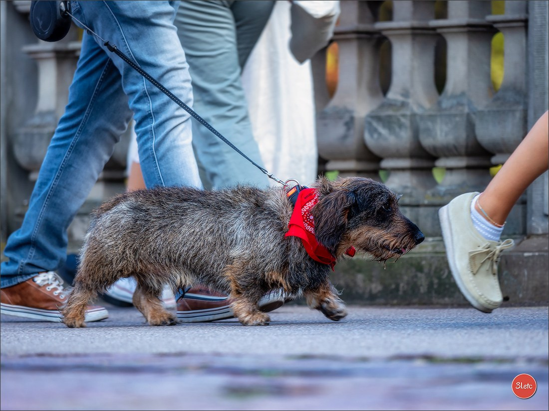Teckels Parade Strasbourgeoise  Vous pouvez voir le galerie de photos. Photographe à Strasbourg | Portraits, Studio, Enfants, Événements