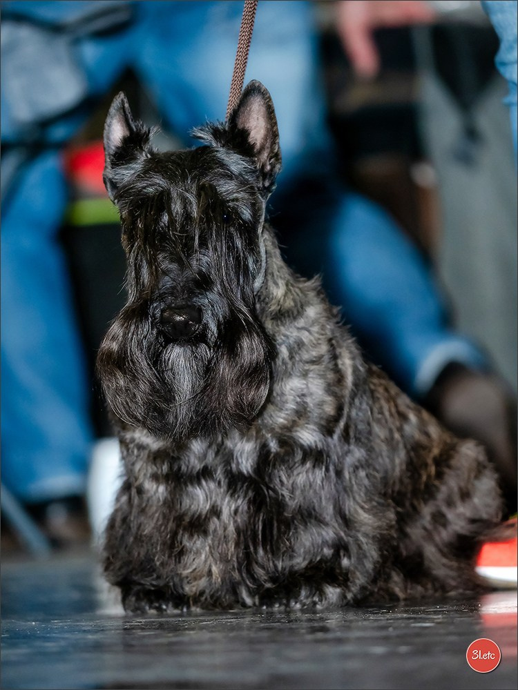 14-15.12.2024 Brussels Dog Show 🇧🇪. Photographe à Strasbourg | Portraits, Studio, Enfants, Événements