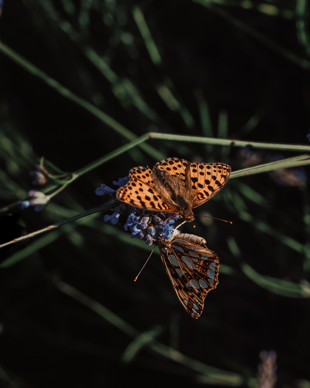 Wild Animals & Pets. Mario Jelikic Photography