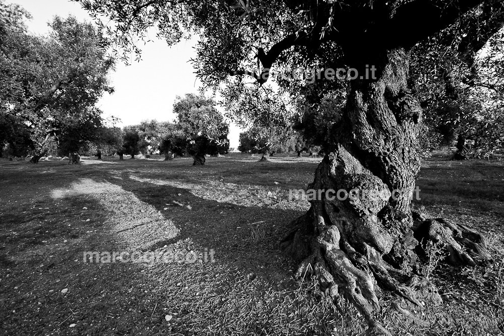 Olive tree in Martina Franca