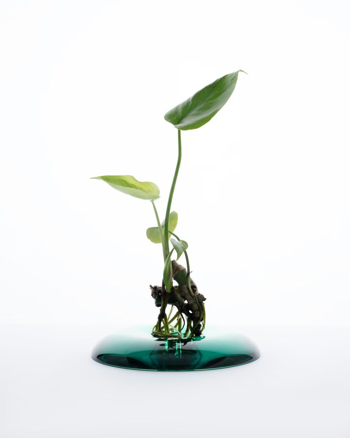 Green plant sprout with exposed roots on a glossy green glass base