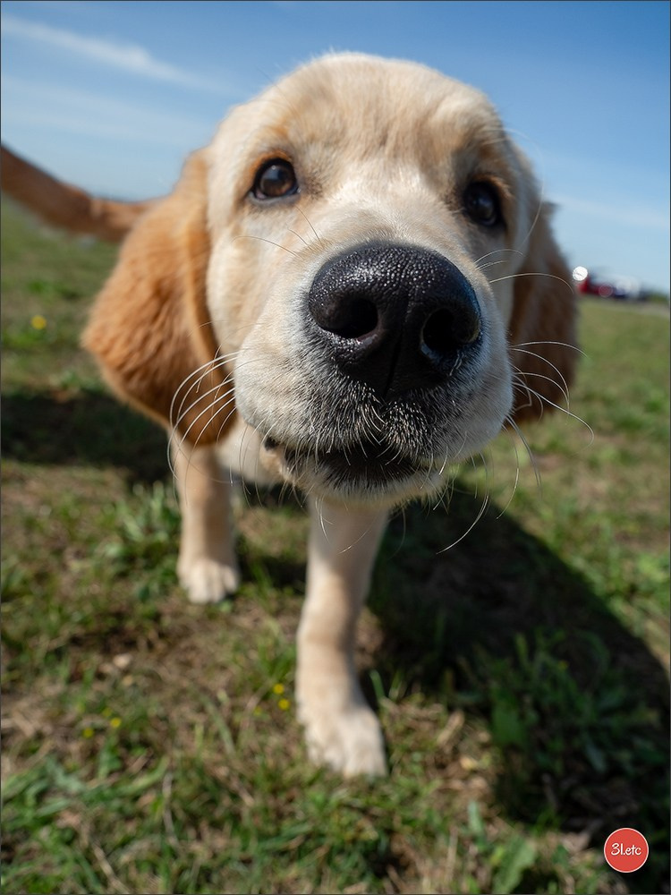 Expo canine 🇫🇷 MARGNY LES COMPIEGNE 06-07/09/2025. Photographe à Strasbourg | Portraits, Studio, Enfants, Événements