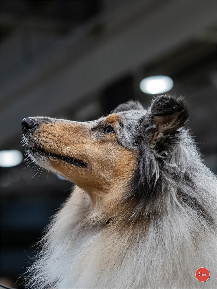 🇱🇺 LUXEMBOURG 🇱🇺 International Dog Show 🇱🇺 30/08 - 31/08/2025. Photographe à Strasbourg | Portraits, Studio, Enfants, Événements