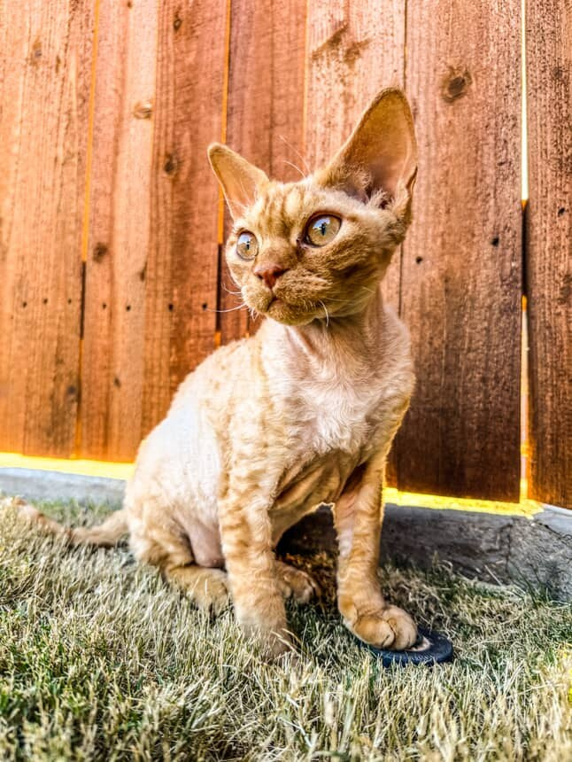 Dorito, boy, born on 06.06.24 SOLD. Devon Rex Pixie Cattery