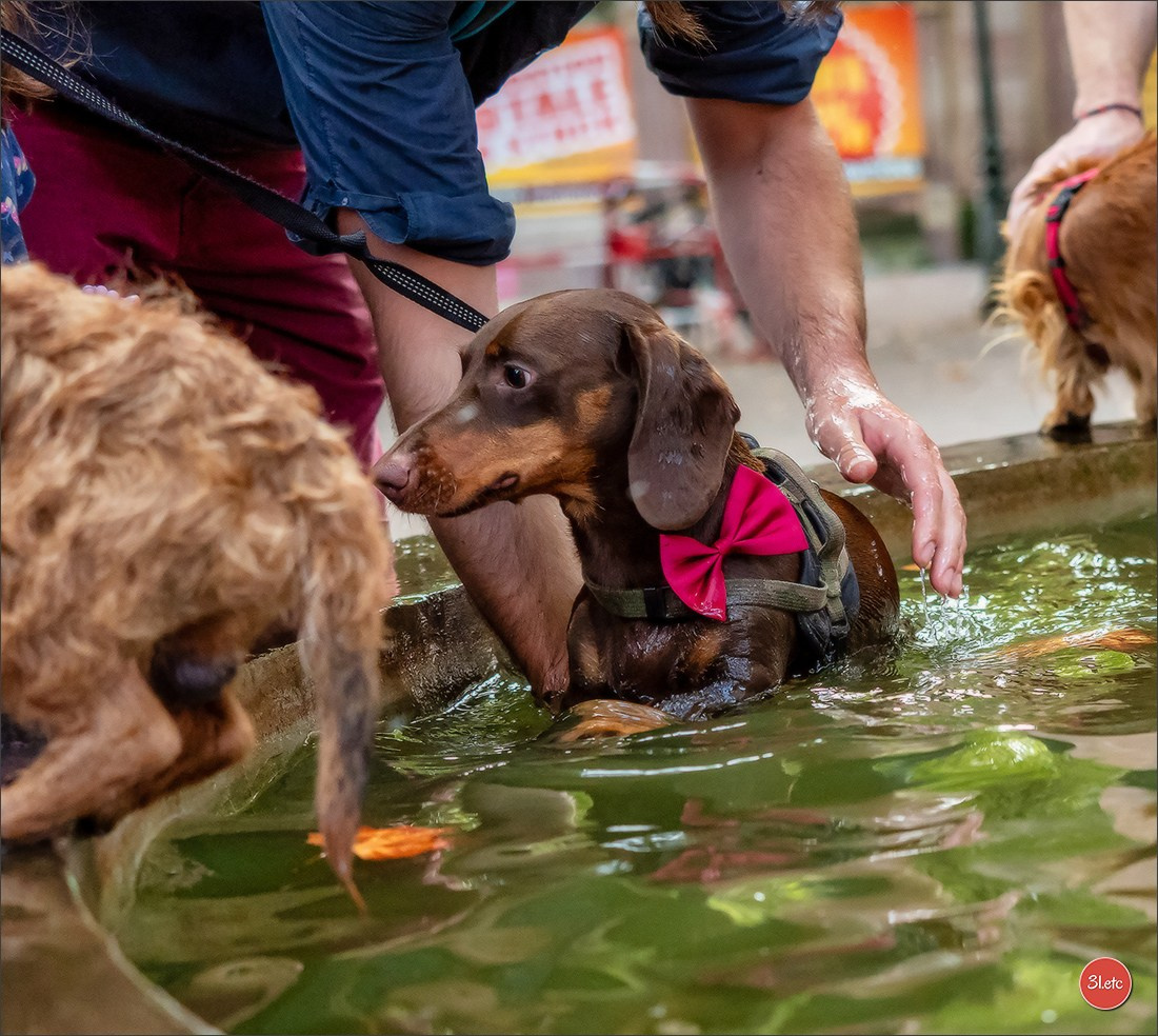 Teckels Parade Strasbourgeoise  Vous pouvez voir le galerie de photos. Photographe à Strasbourg | Portraits, Studio, Enfants, Événements