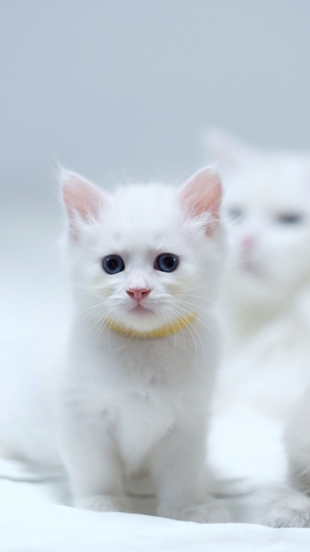 N-Baryona. SIBERIALIS: Katzenzucht von Sibirischen und Neva Masquarade Katzen