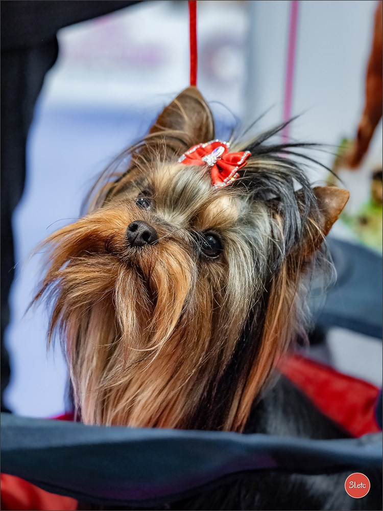 🇫🇷  Angers  🇫🇷  Expo canine  21-22/03/2026. Photographe à Strasbourg | Portraits, Studio, Enfants, Événements