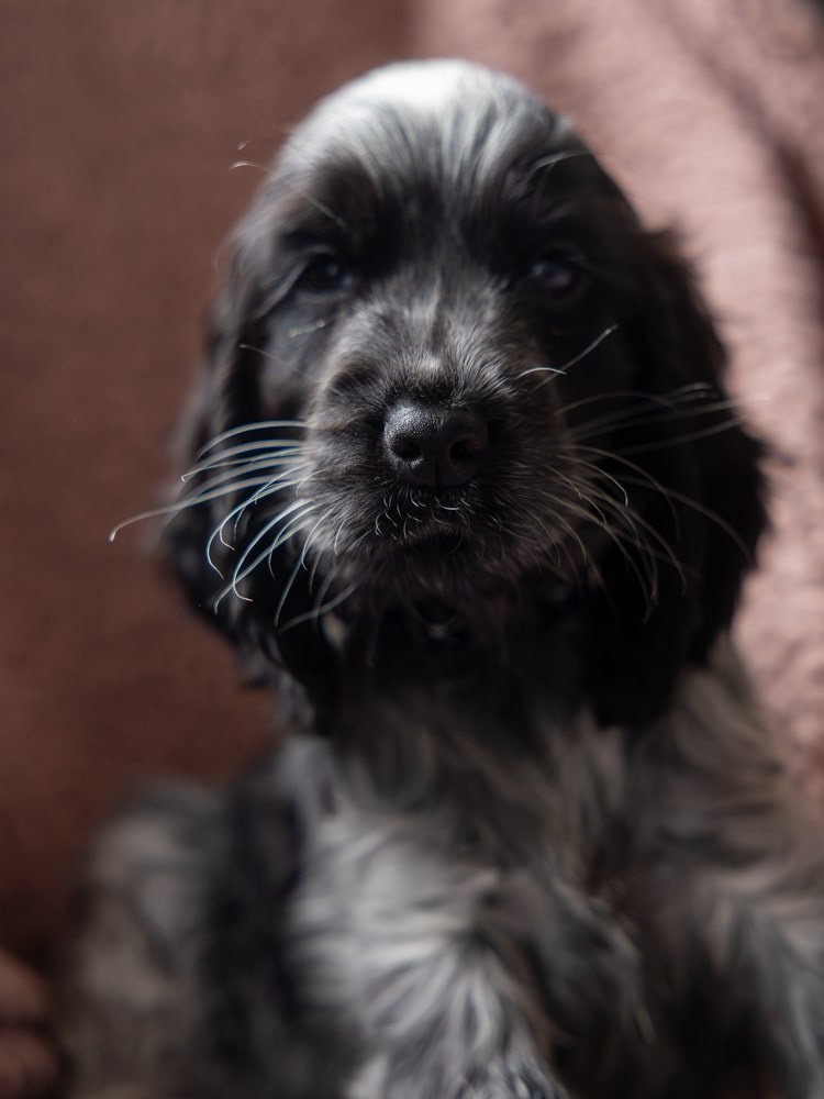 Pet Photography. Romantic & Soulful Photography by Natalia Olhova in Rotterdam