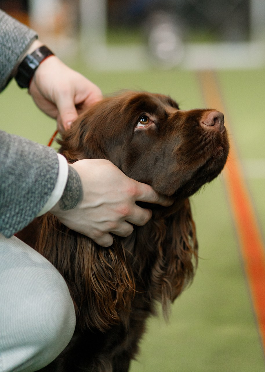 Grodno dog show. Kaja | fotograf we Wrocławiu | ludzie i psy