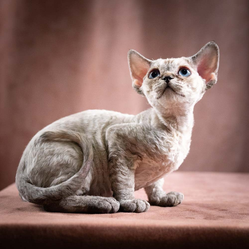 Quella,  girl, born 02.14.26. Devon Rex Pixie Cattery