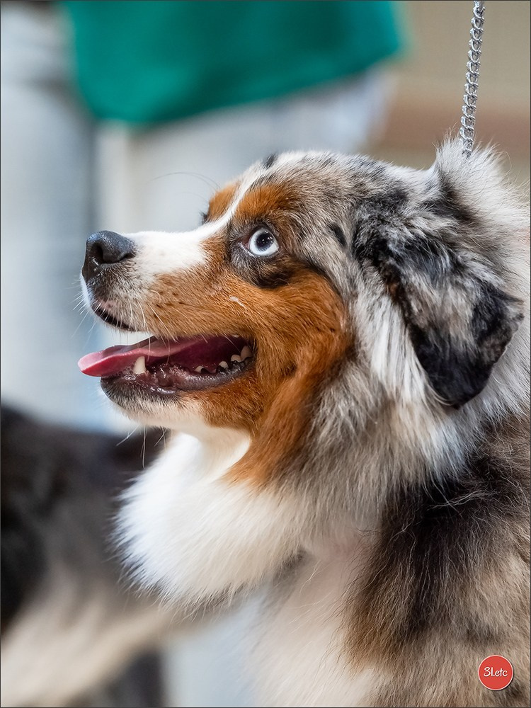 Expo canine 🇫🇷 Martigues  19-20/04/2025. Photographe à Strasbourg | Portraits, Studio, Enfants, Événements
