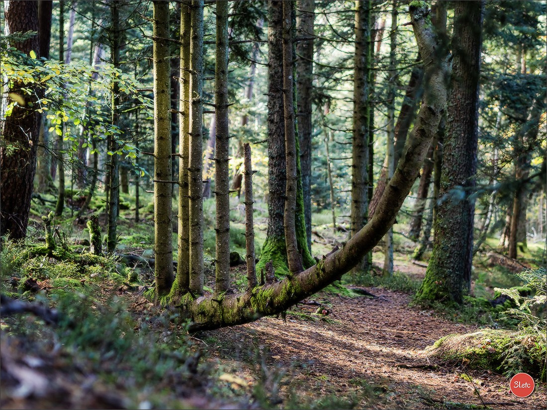 Ретрит в Эльзасе с Марией Ланг. Photographe à Strasbourg | Portraits, Studio, Enfants, Événements